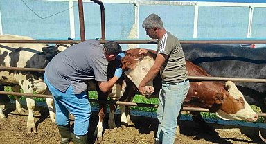 Hayvan sağlığının korunmasına yönelik çalışmalar sürüyor