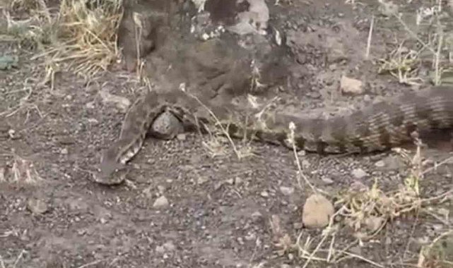 Iğdır'da yerleşim alanına giren koca engerek doğaya salındı