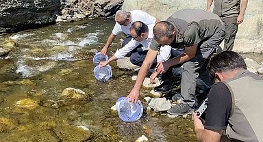 İki sel felaketinden etkilenen İlişi Çayı'na 15 bin alabalık salındı