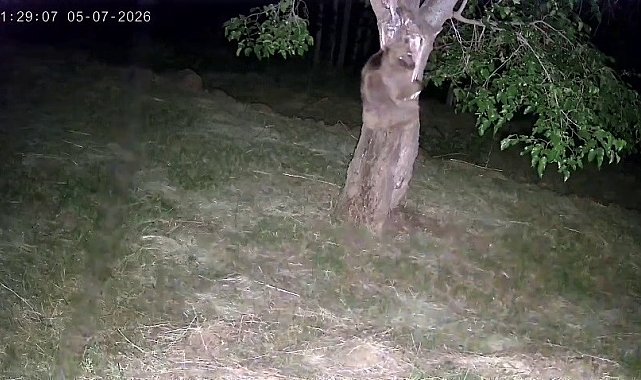 İspir'de ayı ve domuz sürüleri dut bahçelerini talan etti