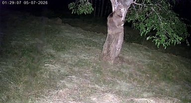İspir'de ayı ve domuz sürüleri dut bahçelerini talan etti