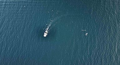 İstanbul'da Yunuslar hazır balık için balıkçı teknelerinin peşinde