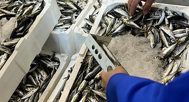 İzmir'de balık hali denetimi: 241 kilo kaçak su ürünleri ele geçirildi