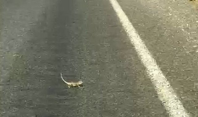 Kahramanmaraş'ta bukalemuna yol veren sürücü güldürdü