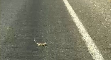 Kahramanmaraş'ta bukalemuna yol veren sürücü güldürdü