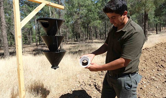 Kahramanmaraş'ta orman zararlılarına karşı feromon tuzaklı biyolojik mücadele