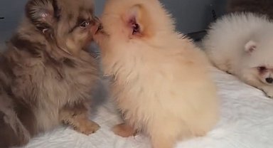 Kapıkule'de kaçak yollarla yurda sokulmak istenen 5 yavru köpek ele geçirildi
