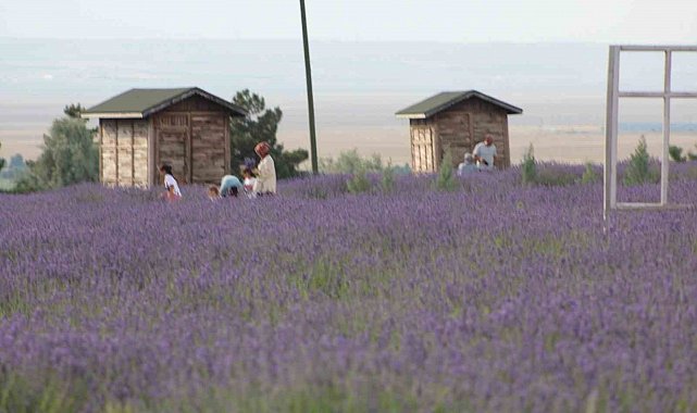 Karapınar'ın lavanta bahçesi doğa severlerin uğrak noktası oldu
