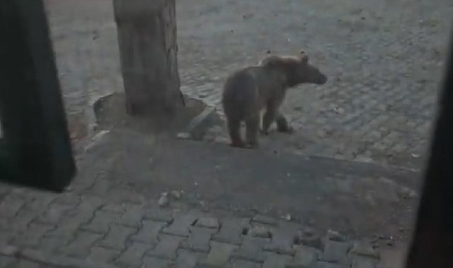 Kars'ta oteller bölgesine inen boz ayıyla vatandaşın diyaloğu gülümsetti