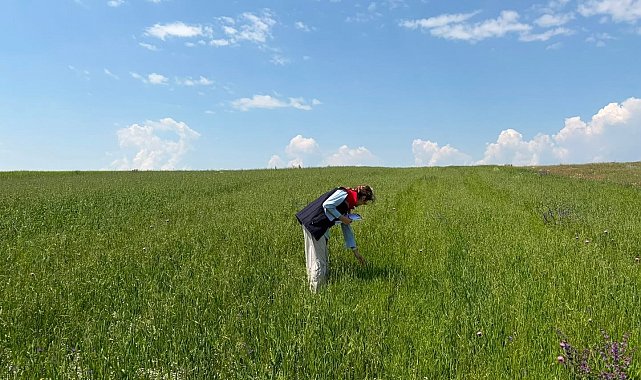 Kars'ta yem bitkileri tespit çalışmaları aralıksız sürüyor