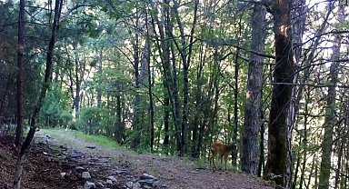 Kazdağları Milli Parkı'nda, Karaca fotokapana yakalandı