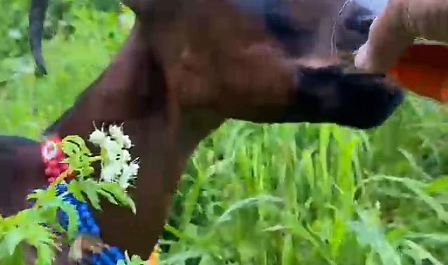 Keçinin bardaktan çay içtiği görüntüler herkesi tebessüm ettirdi
