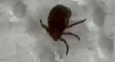Kenenin ısırdığı vatandaş kontrol amacıyla hastaneye başvurdu