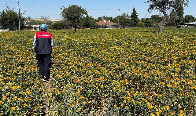 Kırklareli'nde aspir demonstrasyon alanlarında saha kontrolleri yapıldı