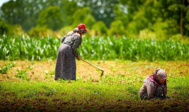 Kocaeli'de tarım ve hayvancılığa 7 yılda 1,5 milyar lirayı aşkın destek sağlandı