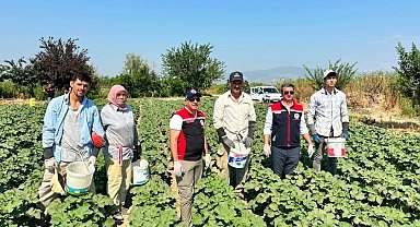 Koçarlı, Aydın'ın bamya üretimindeki liderliğini sürdürüyor