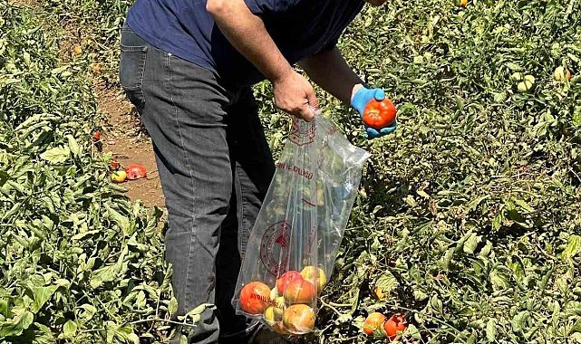 Köşk'te domateste hasat öncesi ilaç kalıntısı denetimi başladı