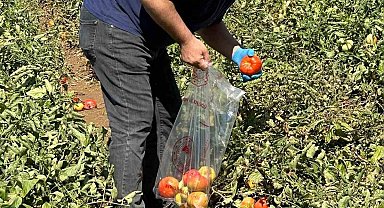 Köşk'te domateste hasat öncesi ilaç kalıntısı denetimi başladı