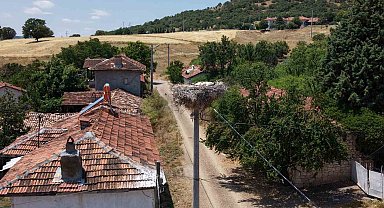 Kütahya'da leylekler bu köyün maskotu oldu
