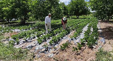 Kütahya'da nohut ve barbunya demonstrasyon alanlarında inceleme
