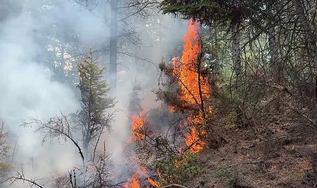Kütahya'da orman yangını, ekipler alevlere müdahale ediyor