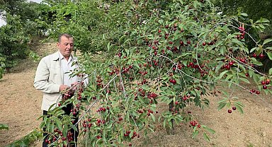 Kütahyalı vişne üreticileri taban fiyat ve fiyat istikrarı istiyor