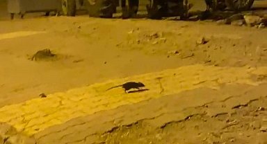 Lağım fareleri korkutuyor