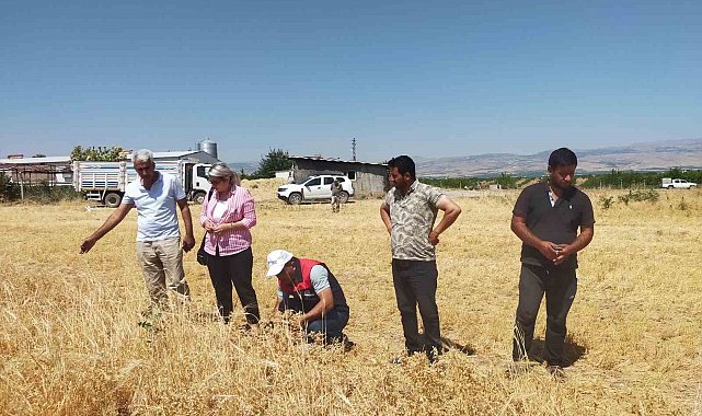 Malatya'da 500 ton nohut rekoltesi bekleniyor