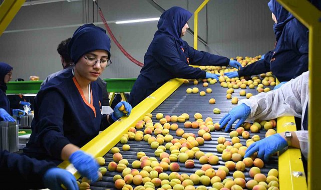 Malatya'da yaş kayısı ihracatı başladı