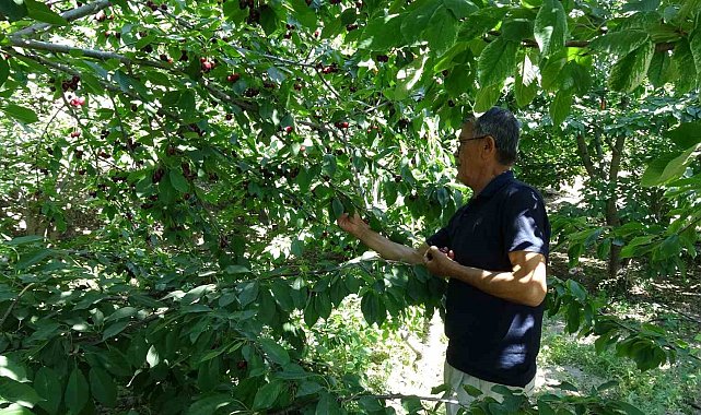 Malatya'nın coğrafi işaretli dalbastı kirazında hasat sona yaklaştı
