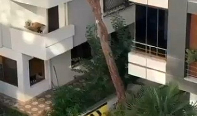 Maltepe'de vatandaşlar kadına şiddete kayıtsız kalmadı: Balkondaki adama taş yağdırdı