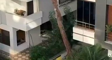 Maltepe'de vatandaşlar kadına şiddete kayıtsız kalmadı: Balkondaki adama taş yağdırdı