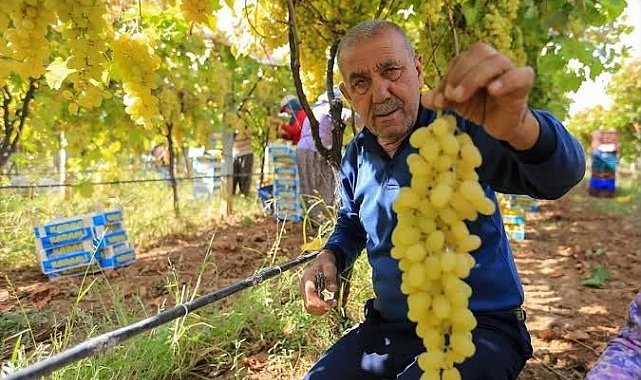 Manisalı üretici üzüm fiyatlarının erken açıklanmasını bekliyor