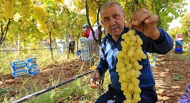 Manisalı üretici üzüm fiyatlarının erken açıklanmasını bekliyor