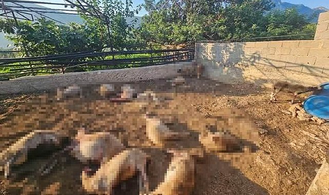 Mersin'de ağıla giren kurtlar 29 koyunu telef etti