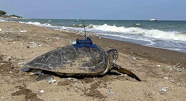Mersin'de uydu takip cihazı takılan 2 kaplumbağa tekrar denizle buluştu