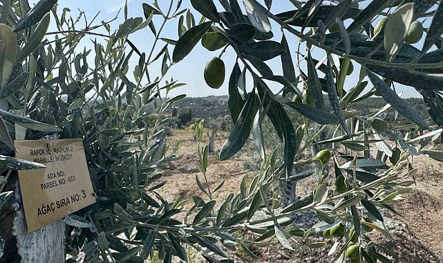 Milas'ta bilimsel yöntemlerle taşınan zeytin ağaçları, bir yıl dolmadan yeniden meyve vermeye başladı