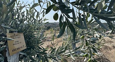 Milas'ta bilimsel yöntemlerle taşınan zeytin ağaçları, bir yıl dolmadan yeniden meyve vermeye başladı