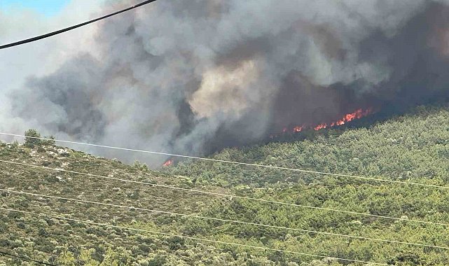 Milas'ta orman yangını