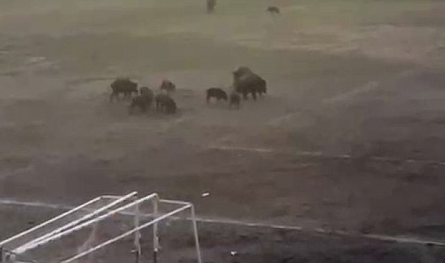 Milas'ta yaban domuzları futbol sahasını mesken tuttu