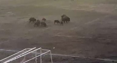 Milas'ta yaban domuzları futbol sahasını mesken tuttu