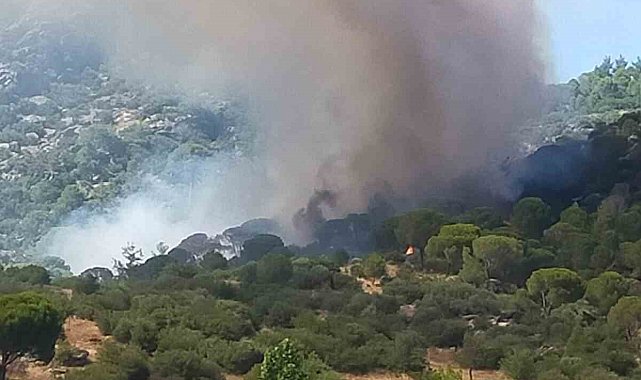 Muğla'da orman yangını