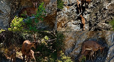 Munzur Dağları'nda anne ve iki yavru dağ keçisi görüntülendi