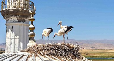 Muş'ta leylek yavruları büyük göç öncesi ilk uçuş antrenmanına başladı