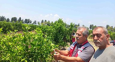 Narenciye bahçelerinde faydalı böcek salımı yapıldı