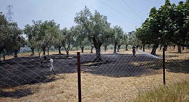 Nazilli'deki zirai alan yangını söndürüldü
