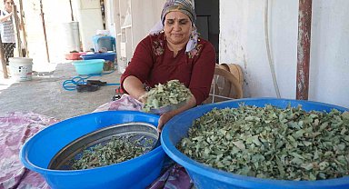 Nesillerin ikinci kez tanıklık ettiği 'kudret helvası' bolluğu yöre halkını sevince boğdu: "Bu Allah'ın nimeti, Mezopotamya'nın eşsiz hazinesi"