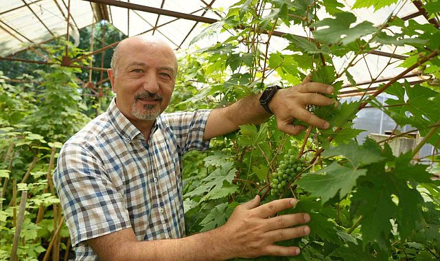 OMÜ'de geliştirilen yerli üzüm projesiyle hedef: İlaçsız yetişen çekirdeksiz ve kokulu üzüm