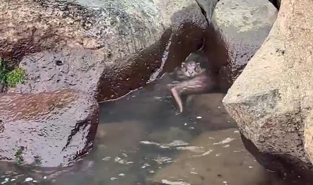 Ordu'da kayalıkların arasında avlanan su samuru görüntülendi