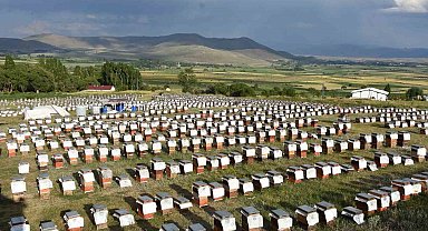 Ordulu arıcılardan ülke ekonomisine 7 milyar TL'lik katkı